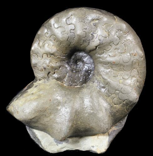 Unusual, Triassic Ammonite (Ceratites) - Germany #62906